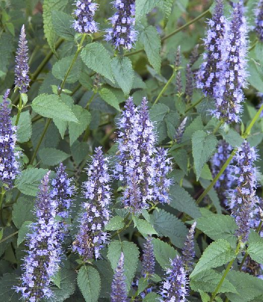 Agastache 'Little Adder'